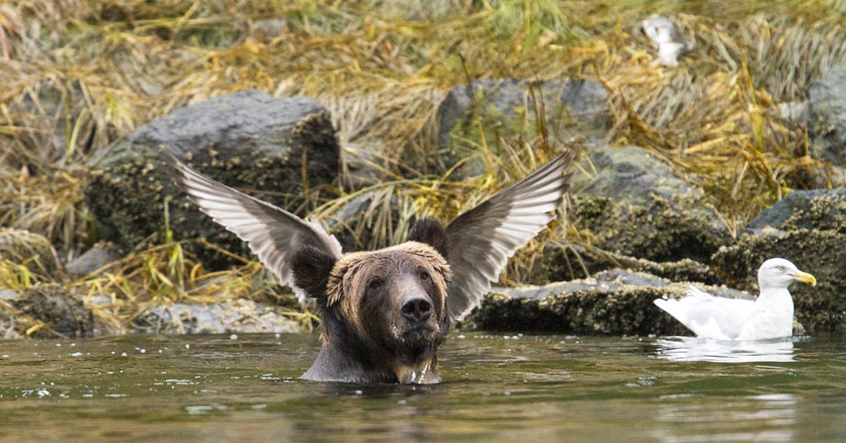 Oto finaliści konkursu Comedy Wildlife Photography Awards 2016 15