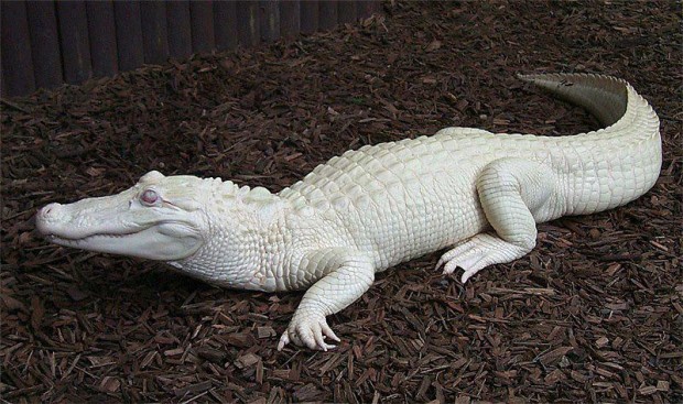 Albinizm u zwierząt, aligator albinos