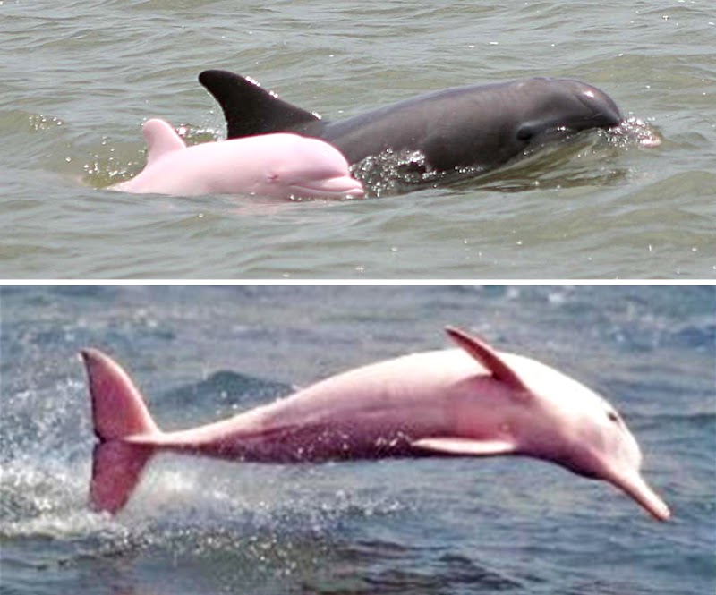 Delfin albinos
