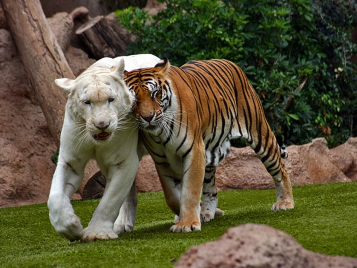 Tygrys albinos