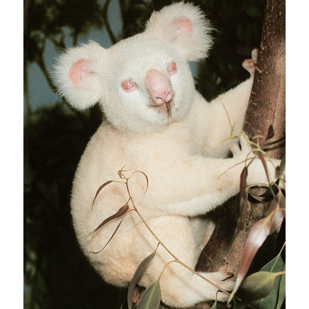 Albinizm u zwierząt, koala z albinizmem