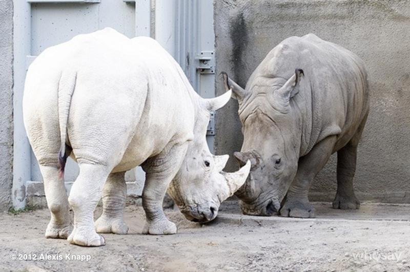 Albinizm u zwierząt, biały nosorożec
