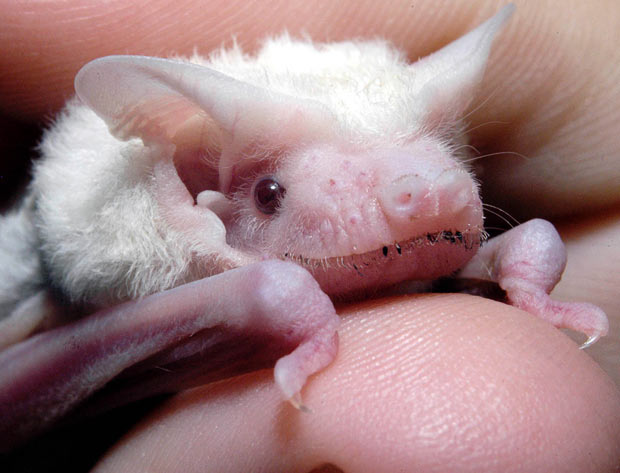 Nietoperz z albinizmem