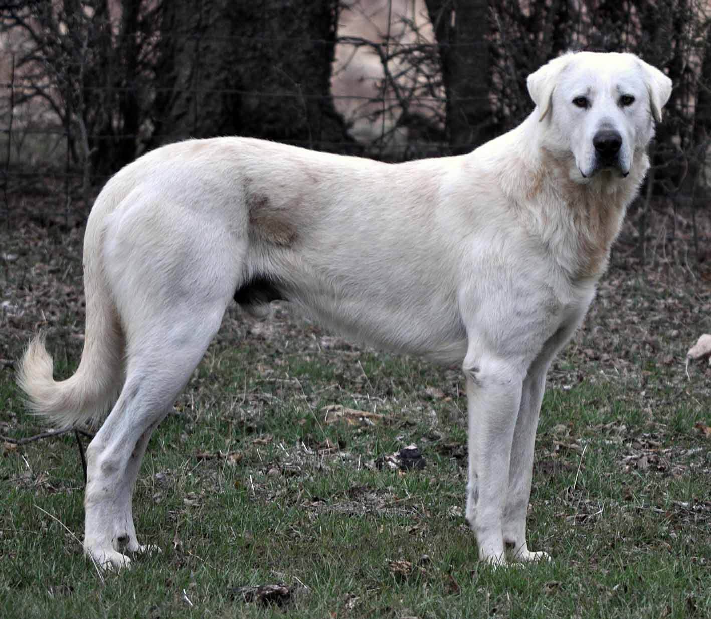 Największe psy świata - abkash dog