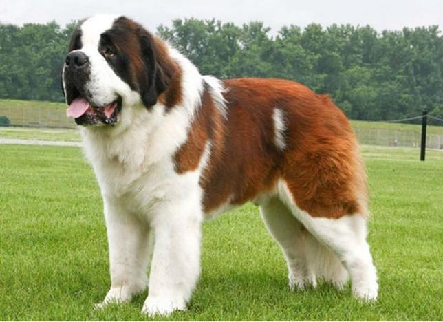 Największe psy świata - bernardyn