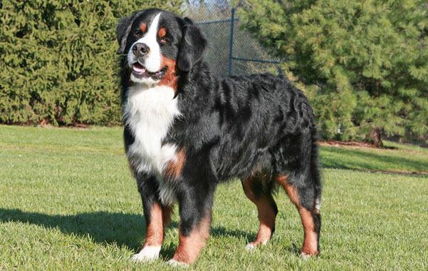 Największe psy świata - berneński pies pasterski