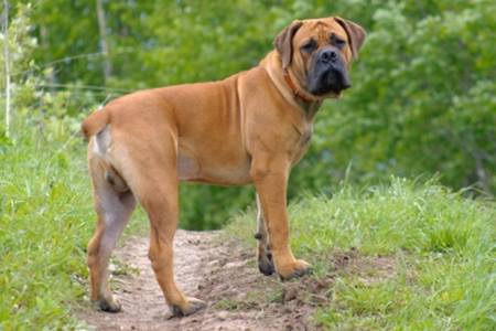 Największe psy świata - boerboel
