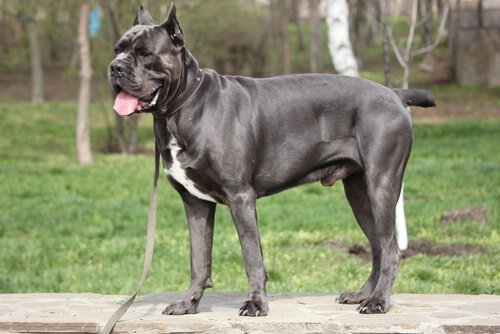 Największe psy świata - cane corso