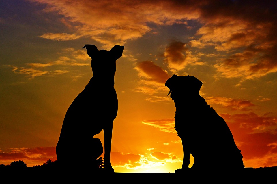 Cytaty o psach, Dwa psy i zachód słońca
