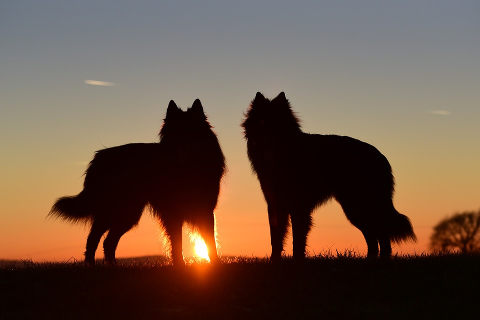 Dwa psy i zachód słońca