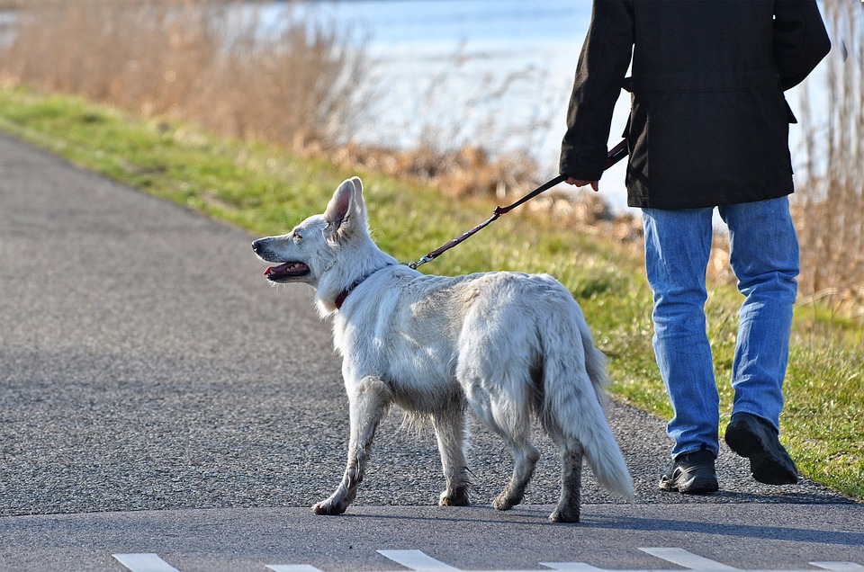 Pies i mężczyzna na spacerze