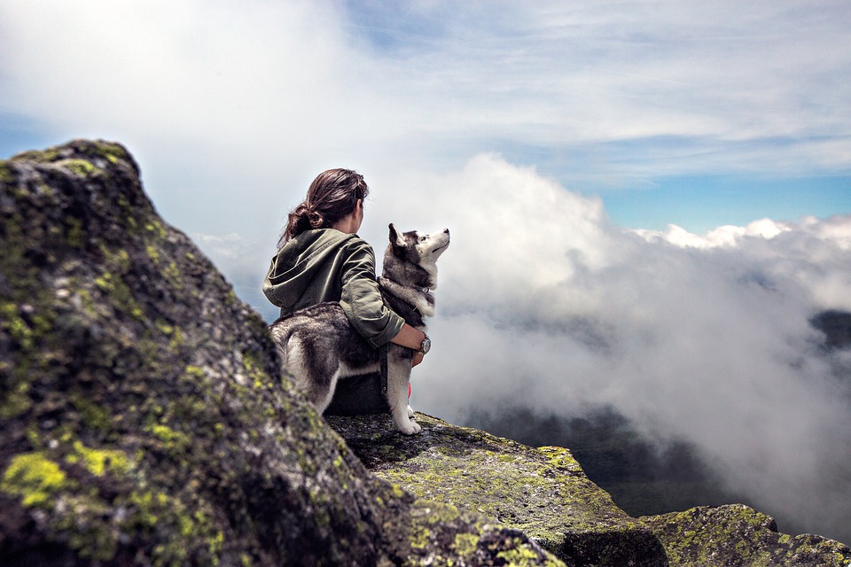 Pies husky w górach