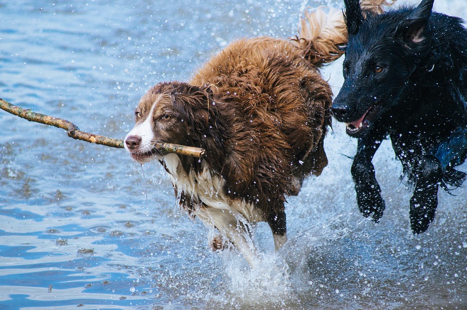 Psy bawią się w wodzie