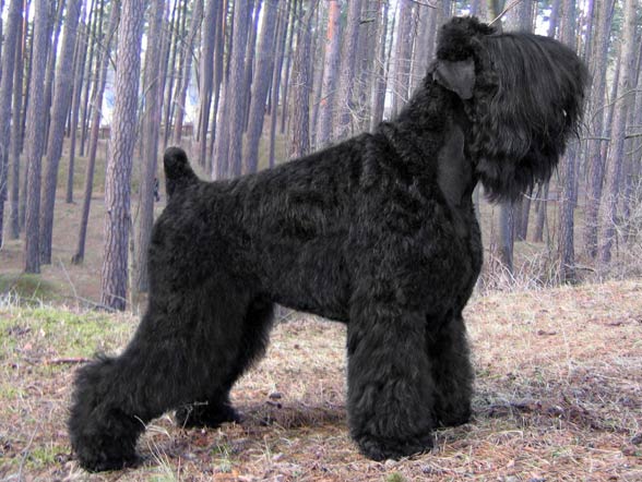 Największe psy świata - czarny terier rosyjski