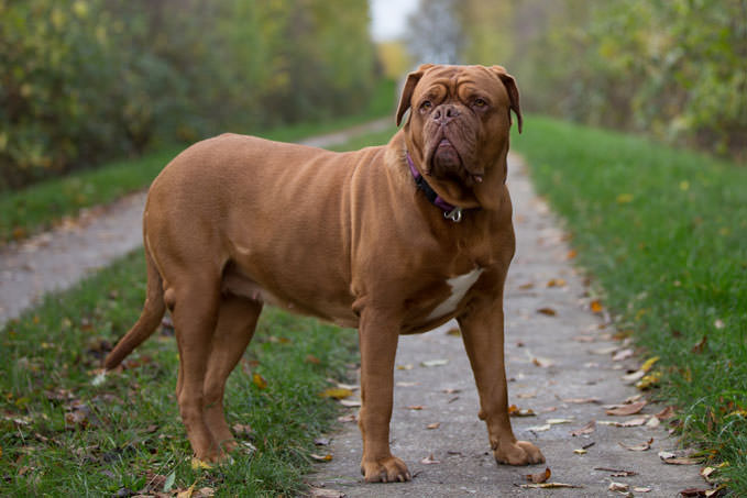 Największe psy świata - dog z Bordeaux