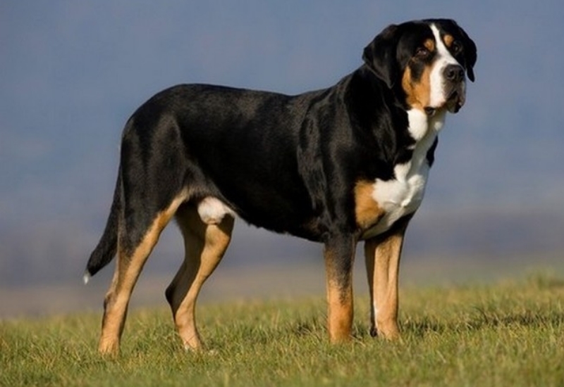 Największe psy świata - duży szwajcarski pies pasterski