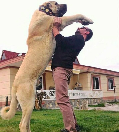 Największe psy świata - kangal
