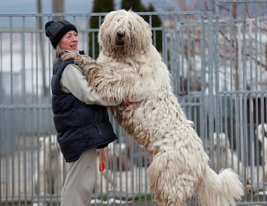 Największe psy świata - komondor