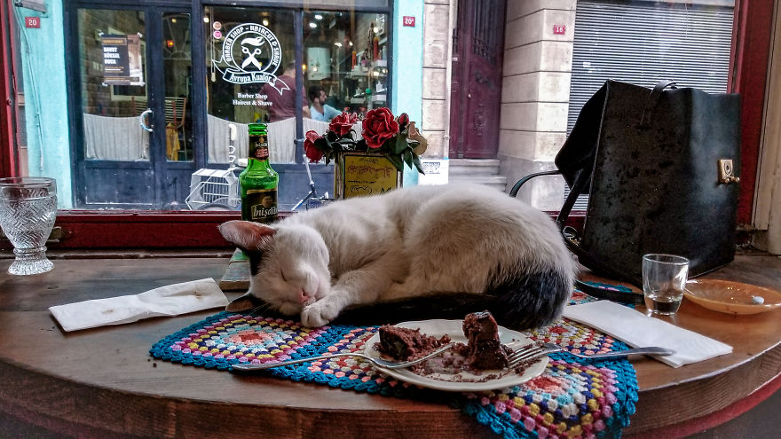 Kot w restauracji w Turcji