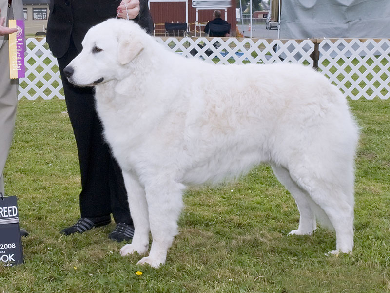 Największe psy świata - kuvasz