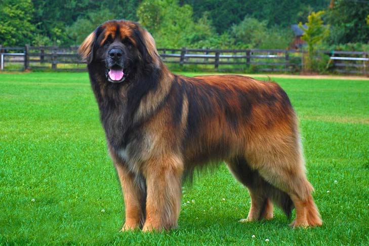 Największe psy świata - leonberger