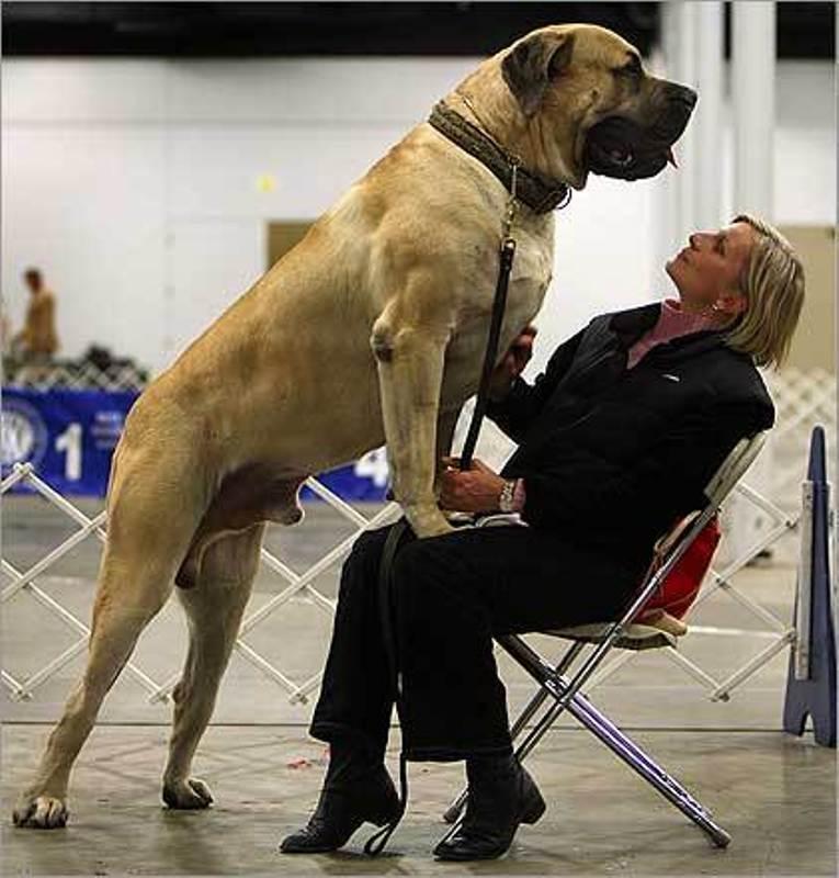Największe psy świata - mastif angielski