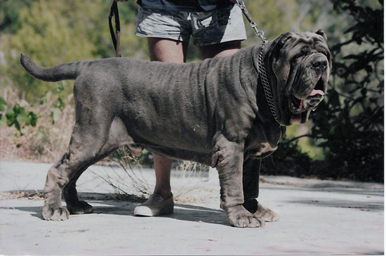 Największe psy świata - mastif neapolitański