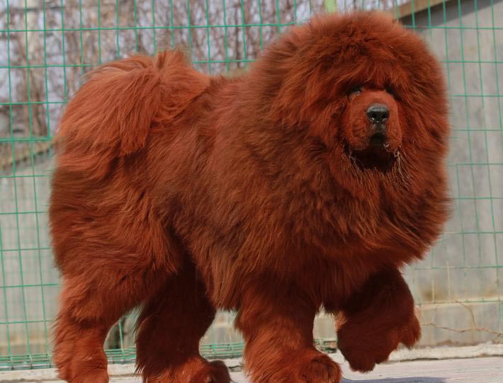 Największe psy świata - mastif tybetański