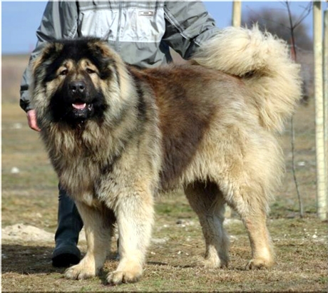 Największe psy świata - owczarek kaukaski