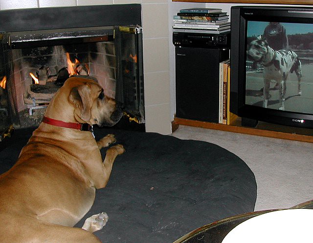 Pies ogląda telewizję