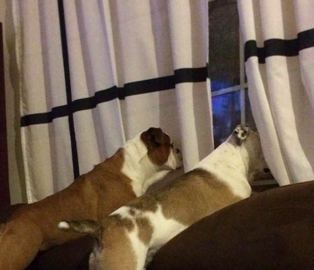 Dwa psy patrzą przez okno