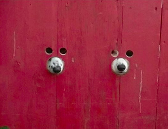 Psy przy bramie