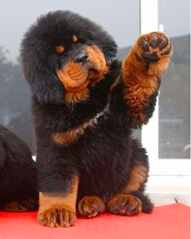 Mastif tybetański szczeniak