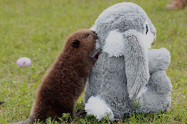 Słodkie zdjęcia bobrów