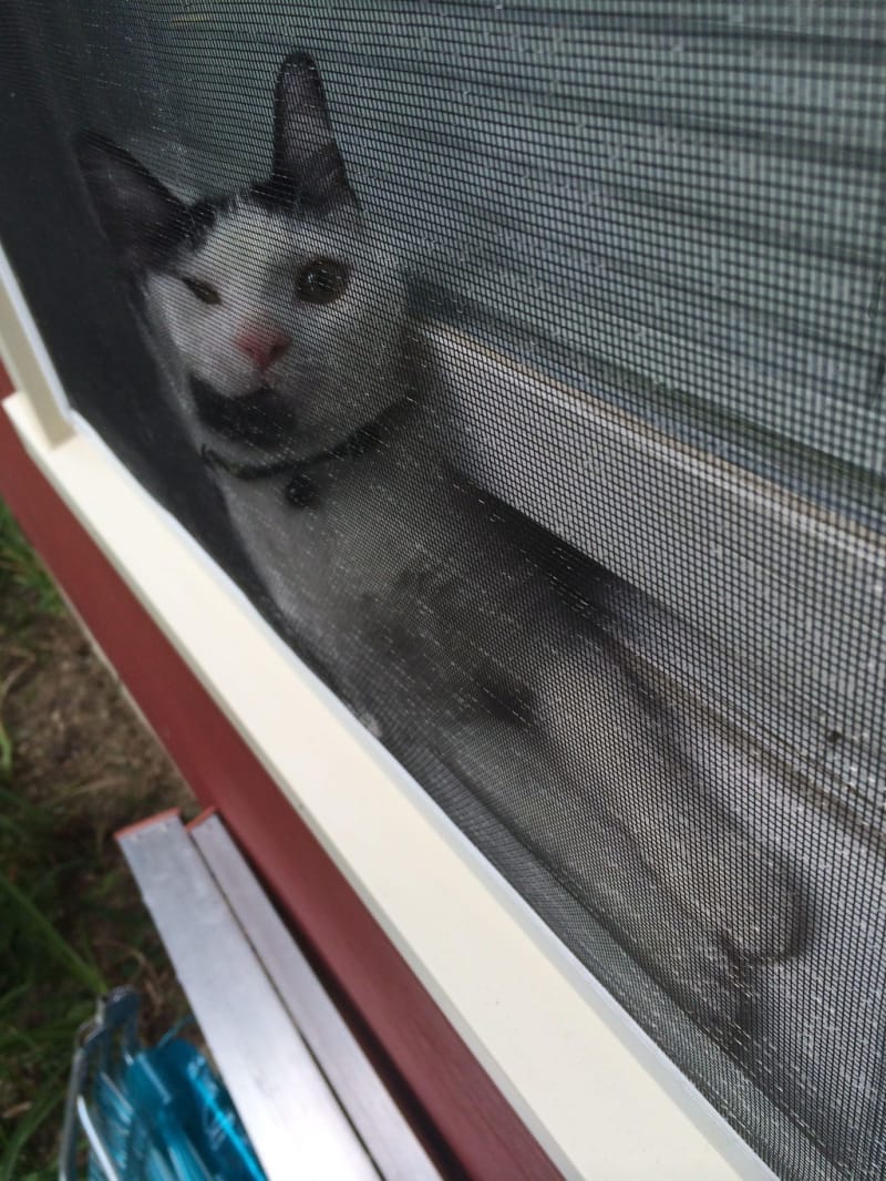 Śmieszne koty, kot siedzi w oknie