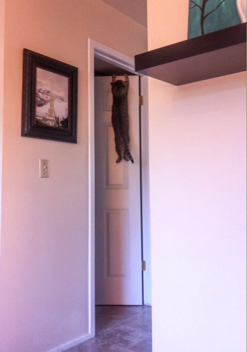 Śmieszne koty, kot wisi na drzwiach