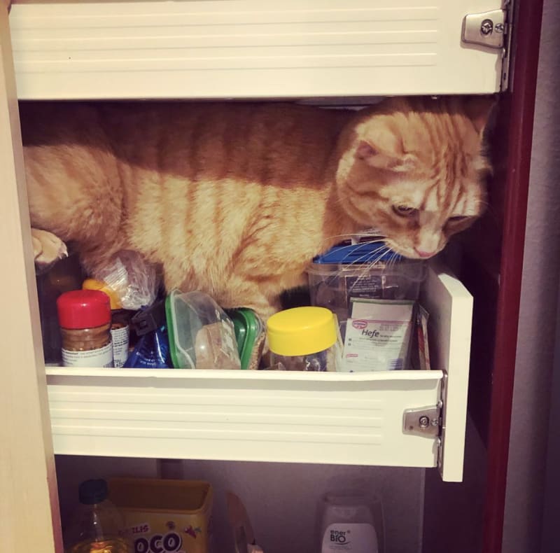 Śmieszne koty, kot w szufladzie