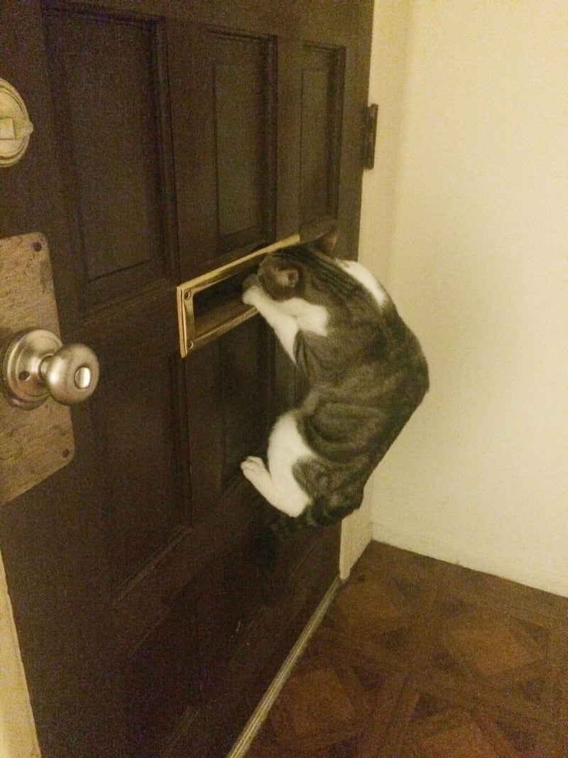 Śmieszne koty, kot i drzwi