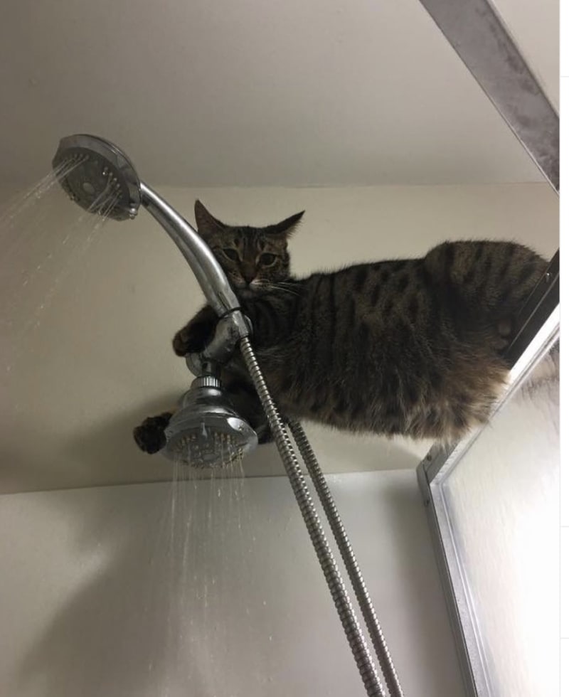 Śmieszne koty, kot pod prysznicem