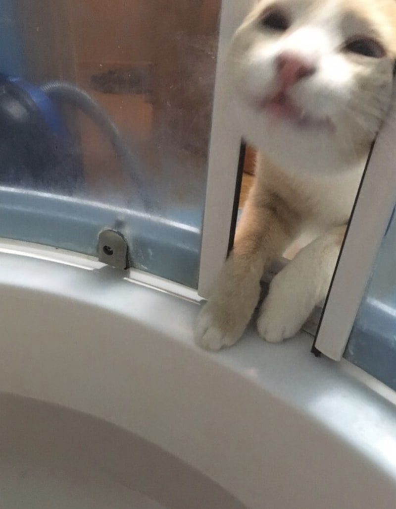 Śmieszne koty, kot w prysznicu