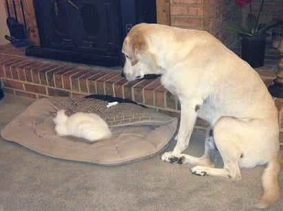 Labrador i kot