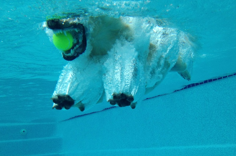 Labrador w wodzie