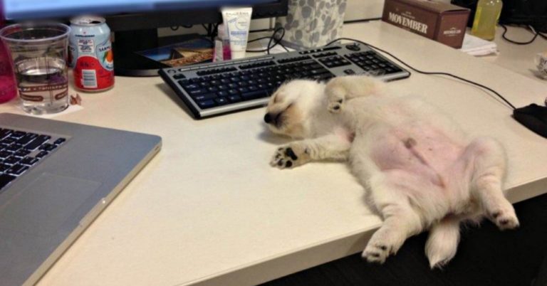 Pies w pracy