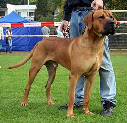 Największe psy świata - tosa