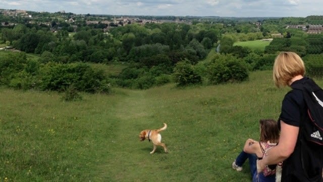 Śmieszne zdjęcie panoramiczne psa
