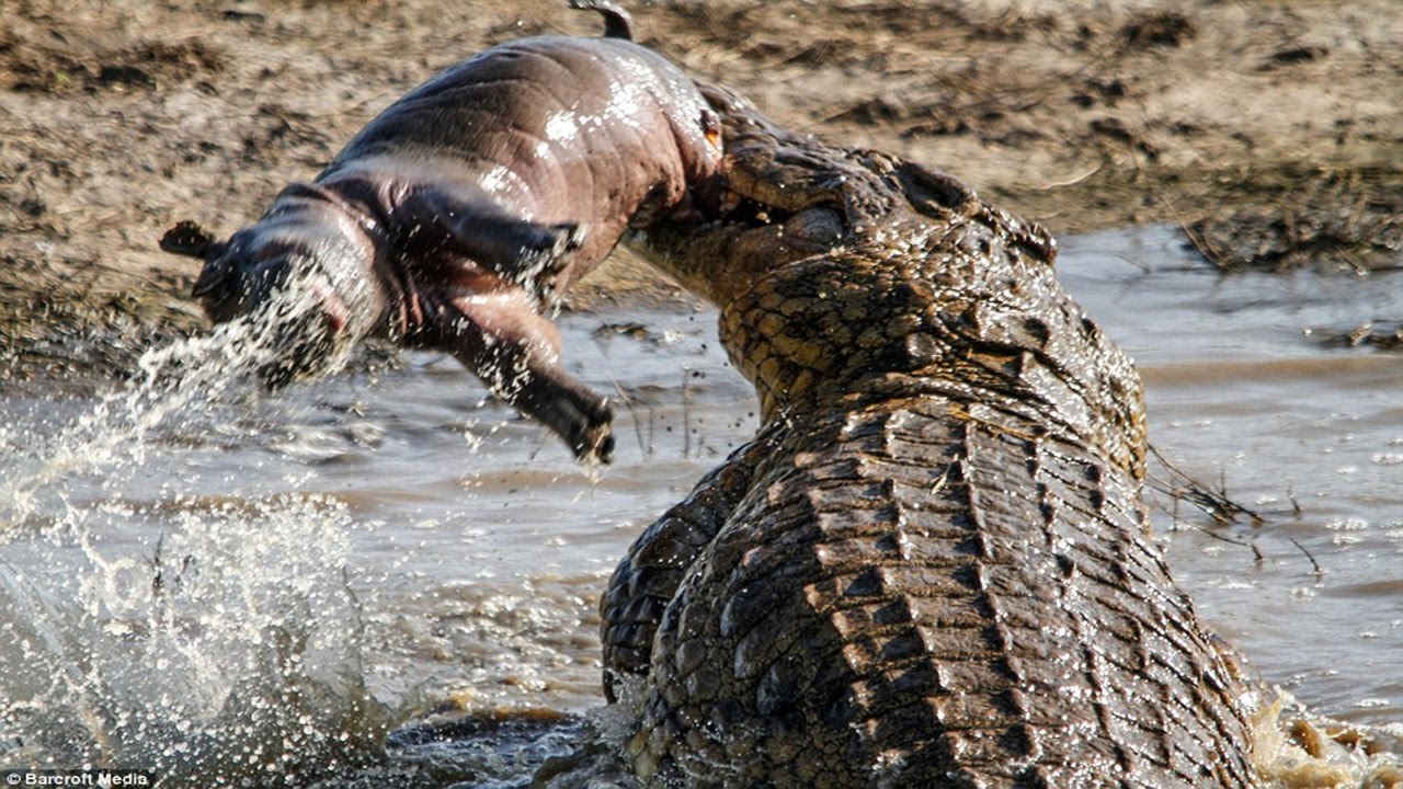 Krokodyl je hipopotama