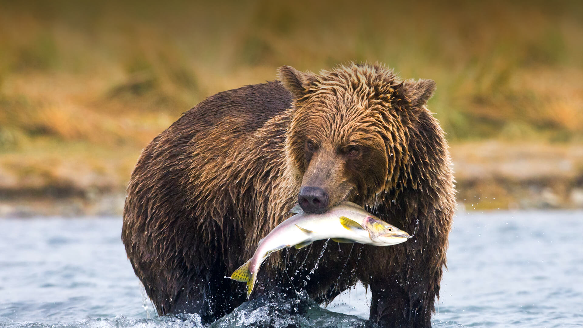 Niedźwiedź je rybę