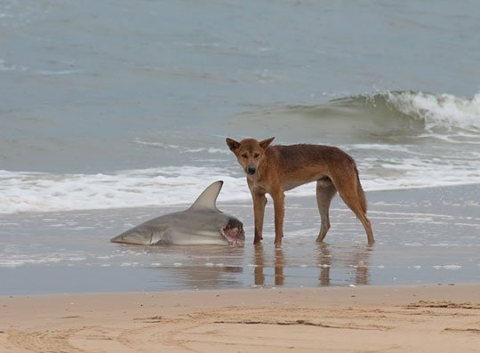 Dingo australijski i rekin