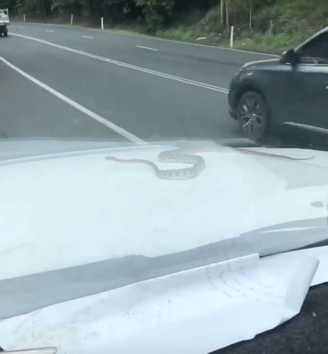 Wąż na samochodzie