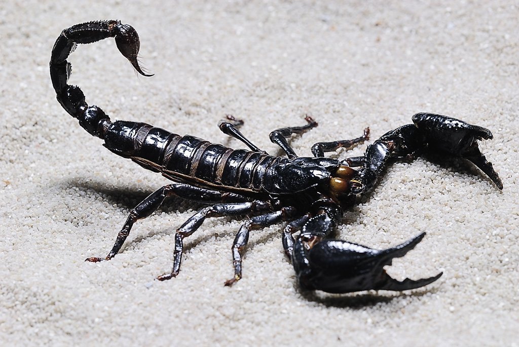 Zwierzęta świata, skorpion